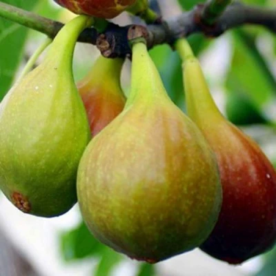 Инжир ДАЛМАТСКИЙ в Волжском