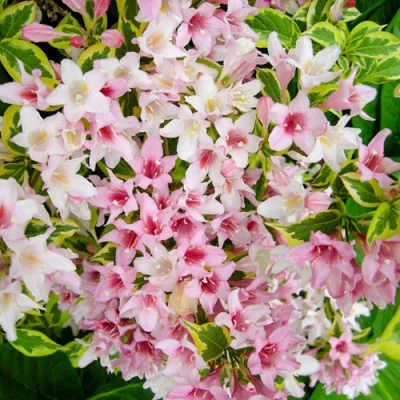 Вейгела САННИ ПРИНЦЕСС в Волжском