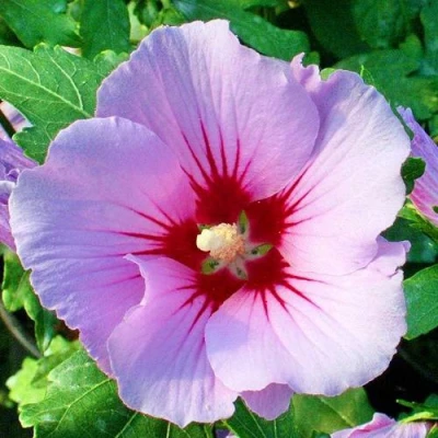 Гибискус ПИНК ФЛИРТ сирийский в Волжском