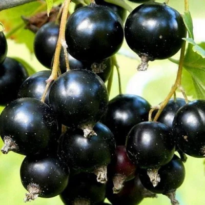 Смородина чёрная СОКРОВИЩЕ в Волжском