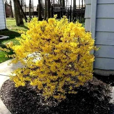 Форзиция ЛЕДНОГОРА промежуточная в Волжском