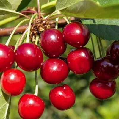 Вишня ЛЮБСКАЯ в Волжском