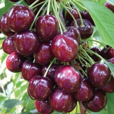 черешня СЭМ