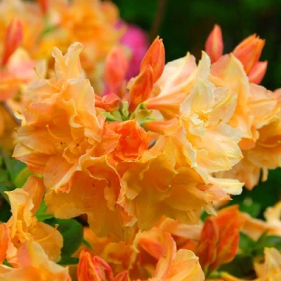 Азалия ЧАРДАШ листопадная в Волжском