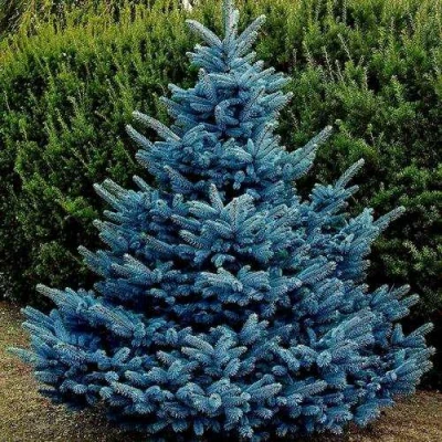 Ель МАДЖЕСТИК БЛЮ колючая в Волжском