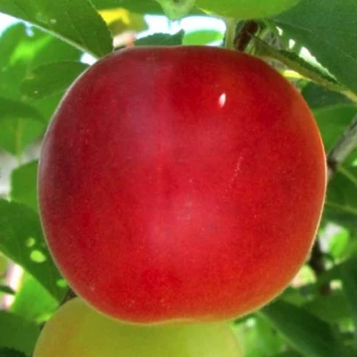 Плумкот БИРИКОККОЛО БОЛОГНЕС в Волжском