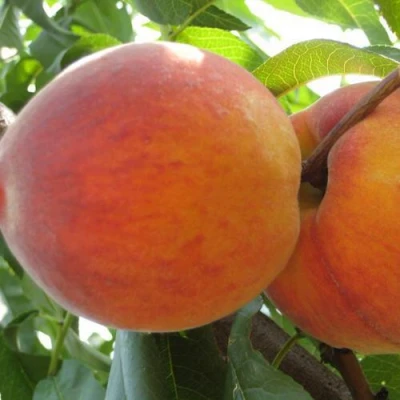 Персик СОЧНЫЙ в Волжском