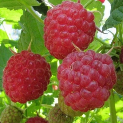 Малина НОВОСТЬ КУЗЬМИНА  в Волжском