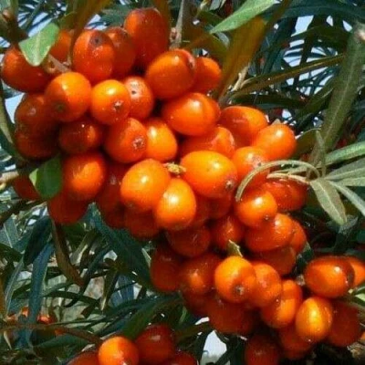 Облепиха ПЛАМЕННАЯ в Волжском