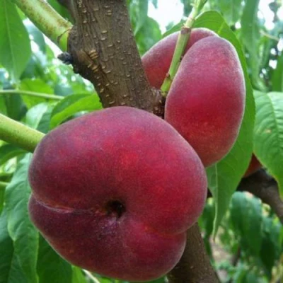 Персик АЛЕКС ИНЖИРНЫЙ в Волжском