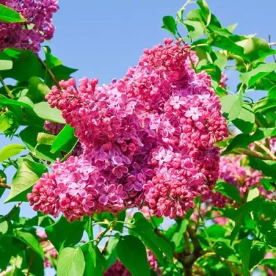 Сирень КРАСНАЯ МОСКВА в Волжском