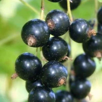 Смородина черная СТРЕЛЕЦ в Волжском