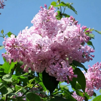 Сирень БУФФОН в Волжском