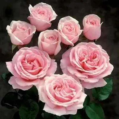 Роза ФРЕДЕРИК МИСТРАЛЬ чайно-гибридная в Волжском