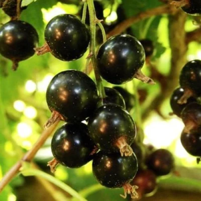 Смородина чёрная НАРА в Волжском