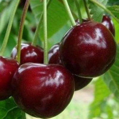 Вишня МИЛАВИЦА в Волжском