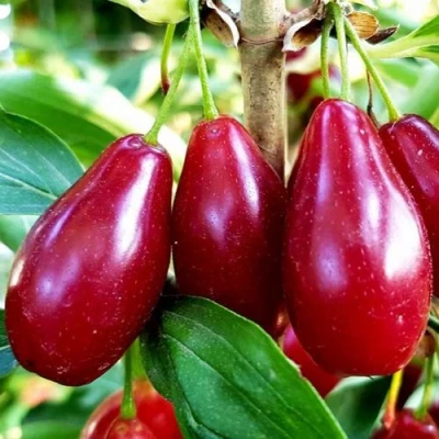 Кизил ВЛАДИМИРСКИЙ в Волжском