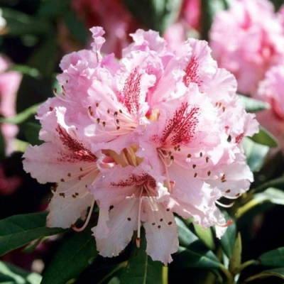 Рододендрон ЧИР в Волжском