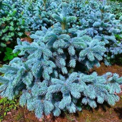 Ель СУПЕР БЛЮ СИДЛИНГ колючая в Волжском