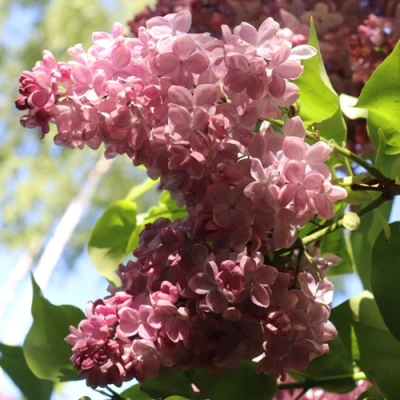 Сирень МЕДОВЫЙ СПАС в Волжском