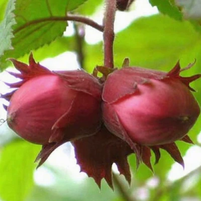 Фундук АЙВЕНГО в Волжском
