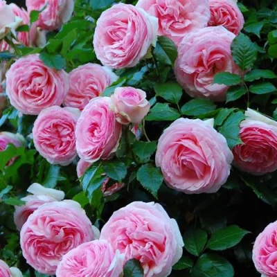 саженцы розы Пьер Де Ронсар