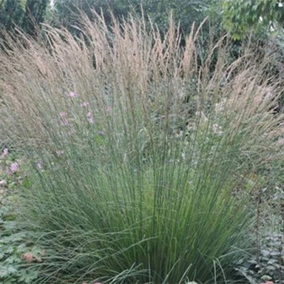 Молиния ХАЙДЕБРАУТ голубая в Волжском