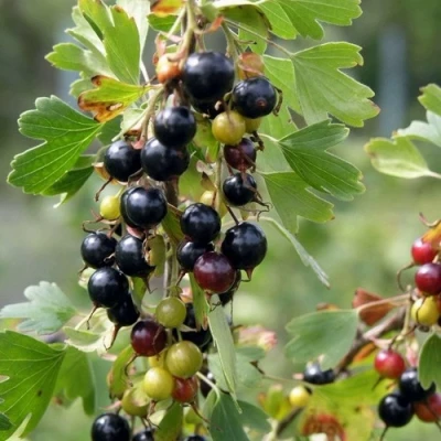 Смородина золотистая ПЛОТНОМЯСАЯ в Волжском