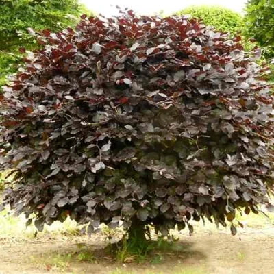 Бук лесной АТРОПУНИЦЕА в Волжском