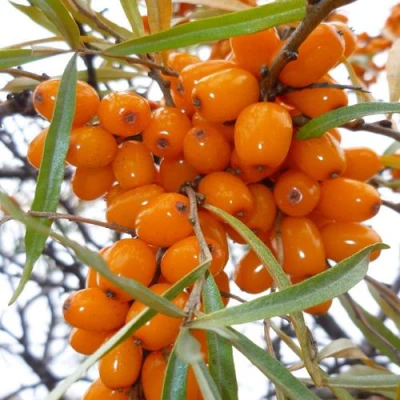 Облепиха КОСТЕР в Волжском