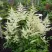Астильба БРАУТШЛЕЙЕР Арендса в Волжском