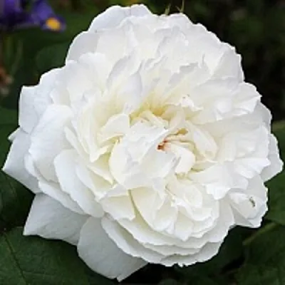 Саженцы роз ВИНЧЕСТЕР КАФЕДРАЛ английская  Саженцы роз ВИНЧЕСТЕР КАФЕДРАЛ английская в Волжском