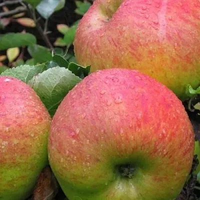 Яблоня ЯБЛОЧНЫЙ СПАС  Яблоня ЯБЛОЧНЫЙ СПАС в Волжском