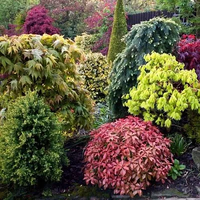 Декоративные растения в Волжском