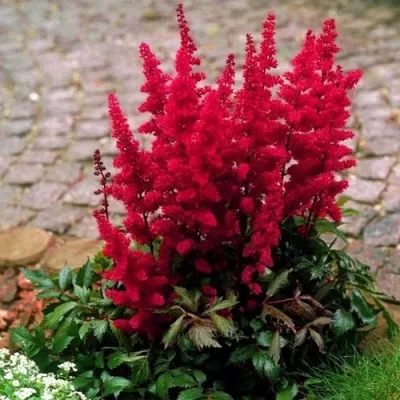 Астильба ГЛАТ Арендса — описание сорта Астильба ГЛАТ Арендса в Волжском