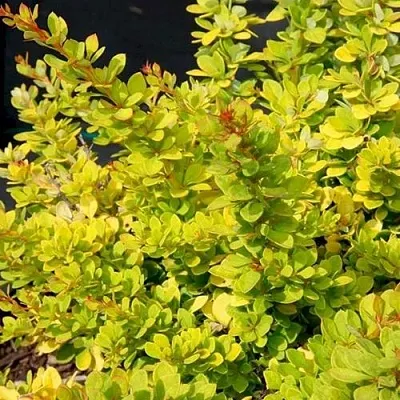 Барбарис СЕНСЕЙШЕН тунберга  Барбарис СЕНСЕЙШЕН тунберга в Волжском