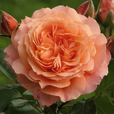 Саженцы роз БЕЛЬВЕДЕР шраб  Саженцы роз БЕЛЬВЕДЕР шраб в Волжском