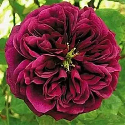 Саженцы роз ЗЕ ПРИНЦ английская  Саженцы роз ЗЕ ПРИНЦ английская в Волжском