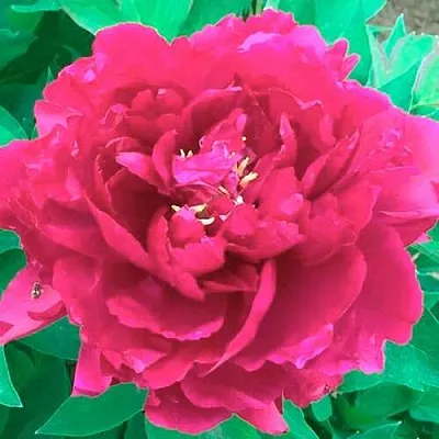 Пион ОСТРОВНОЙ МИНИСТР древовидный  Пион ОСТРОВНОЙ МИНИСТР древовидный в Волжском