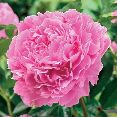 Пион МИСС ЭКХАРТ травянистый  Пион МИСС ЭКХАРТ травянистый в Волжском