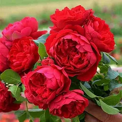 Саженцы роз ФЛОРЕНТИНА плетистая  Саженцы роз ФЛОРЕНТИНА плетистая в Волжском