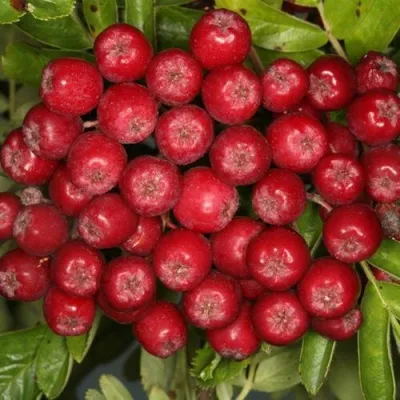 Рябина РУБИНОВАЯ сладкоплодная в Волжском