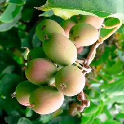 Актинидия ГИБРИДНАЯ КОЛБАСИНОЙ в Волжском