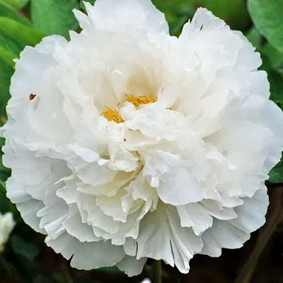 Пион БЕЛЫЙ СНЕГ древовидный  Пион БЕЛЫЙ СНЕГ древовидный в Волжском