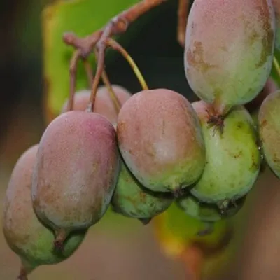 Актинидия ГИБРИДНАЯ КОЛБАСИНОЙ в Волжском