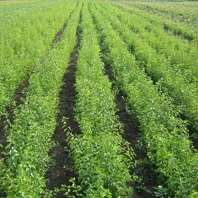 Подвой в Волжском