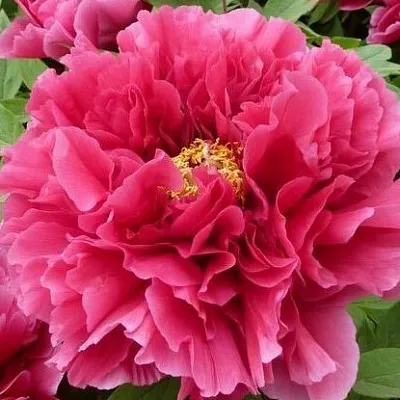 Пион КОРОЛЕВСКИЙ ЦВЕТОК древовидный  Пион КОРОЛЕВСКИЙ ЦВЕТОК древовидный в Волжском