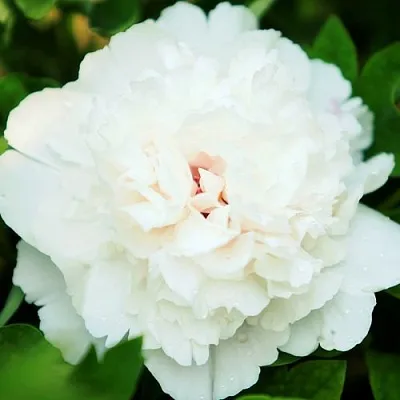 Пион СНЕЖНАЯ КРЕПОСТЬ древовидный  Пион СНЕЖНАЯ КРЕПОСТЬ древовидный в Волжском