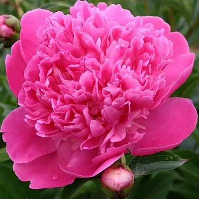 Пион ЭДУЛИС СУПЕРБА травянистый  Пион ЭДУЛИС СУПЕРБА травянистый в Волжском