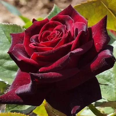 Саженцы роз БЛЭК БАККАРА чайно-гибридная в Волжском